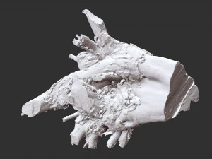 3d scan of tree root in highpoly 3D Model