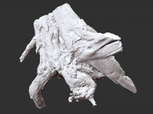 3d scan of tree root in highpoly Model 3D