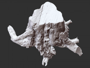 3d scan of tree root in highpoly Model 3D