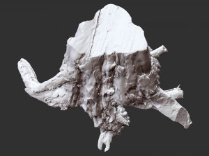 3d scan of tree root in highpoly 3D Model
