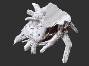 3d scan of tree root in highpoly Model 3D