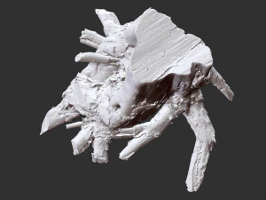 3d scan of tree root in highpoly 3D Model