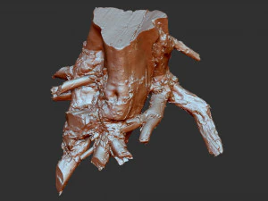 3d scan of tree root in highpoly 3D Model