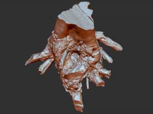 3d scan of tree root in highpoly Model 3D