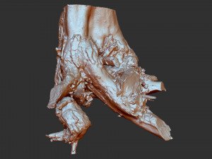 3d scan of tree root in highpoly Model 3D