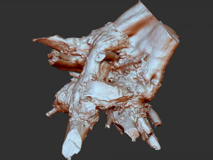 3d scan of tree root in highpoly 3D Model
