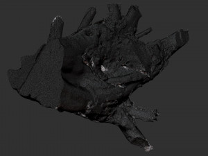3d scan of tree root in highpoly Model 3D