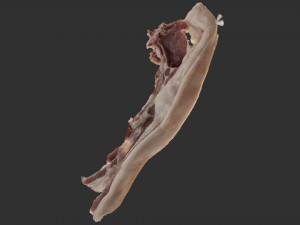 Bacon 3d Scan Model 3D