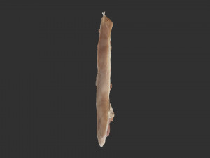 Bacon 3d Scan Model 3D