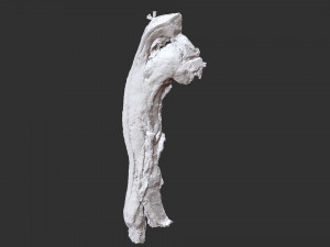 Bacon 3d Scan Model 3D