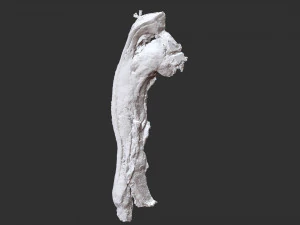Bacon 3d Scan 3D Model
