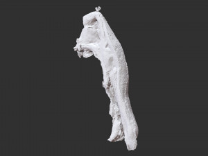Bacon 3d Scan Model 3D
