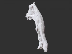 Bacon 3d Scan 3D Model