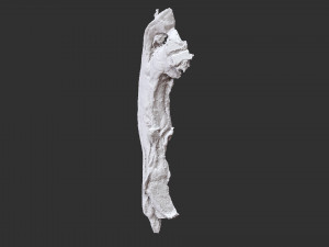 Bacon 3d Scan Model 3D