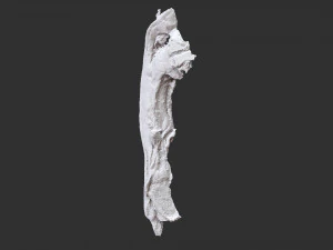 Bacon 3d Scan 3D Model