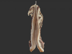 Hanging pork 3d Scan 3D Model