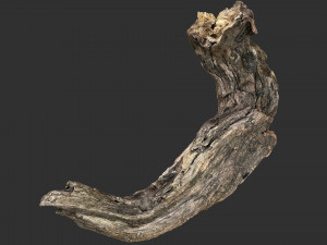 3d scan of Tree trunk Modello 3D