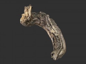 3d scan of Tree trunk Modello 3D