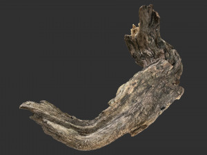 3d scan of Tree trunk Modello 3D