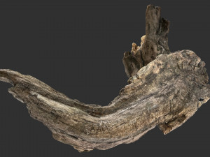 3d scan of Tree trunk Modello 3D