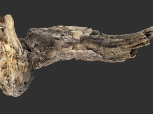 3d scan of Tree trunk Modello 3D