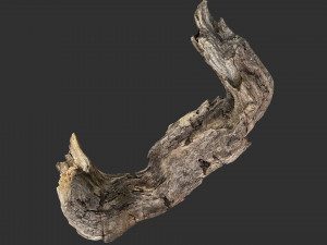 3d scan of Tree trunk Modello 3D