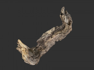 3d scan of Tree trunk Modello 3D