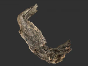 3d scan of Tree trunk 3D Model