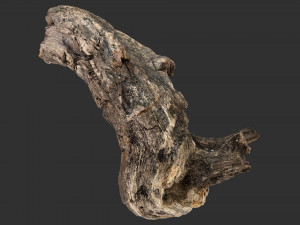 3d scan of Tree trunk Modello 3D