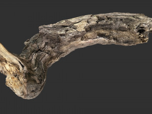 3d scan of Tree trunk Modello 3D
