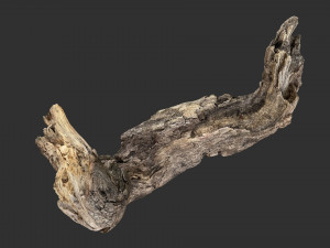 3d scan of Tree trunk Modello 3D