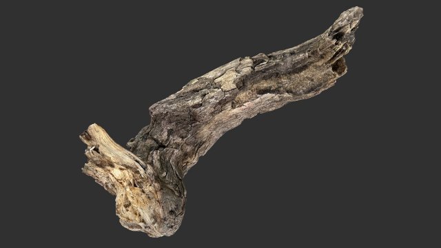 3d scan of Tree trunk Modello 3D .c4d .max .obj .3ds .fbx .stl .blend 