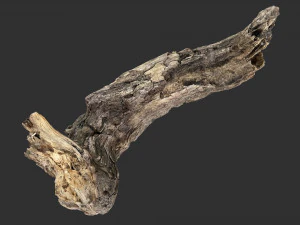 Varredura 3D do tronco de &aacute;rvore Modelo 3D