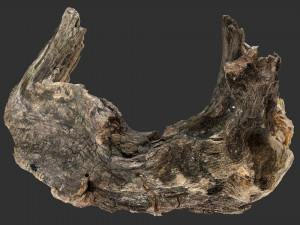 3d scan of Tree trunk Modello 3D