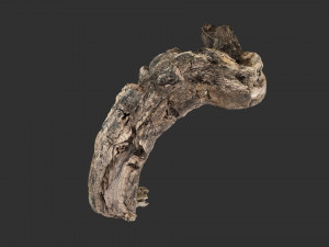 3d scan of Tree trunk Modello 3D