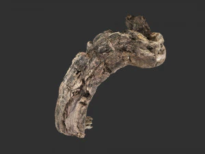 3d scan of Tree trunk 3D Model