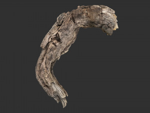 3d scan of Tree trunk Modello 3D