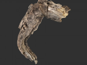 3d scan of Tree trunk Modello 3D