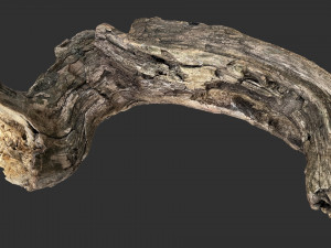 3d scan of Tree trunk Modello 3D