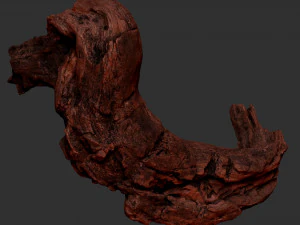 3d scan of Tree trunk 3D Model