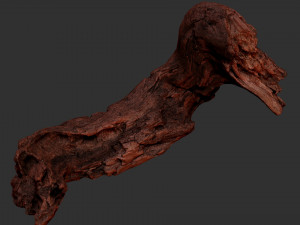 3d scan of Tree trunk Modello 3D