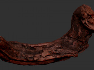 3d scan of Tree trunk Modello 3D