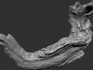 3d scan of Tree trunk Modello 3D