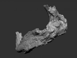 3d scan of Tree trunk Modello 3D