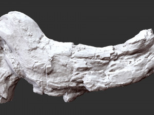 3d scan of Tree trunk Modello 3D