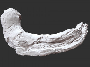 3d scan of Tree trunk Modello 3D