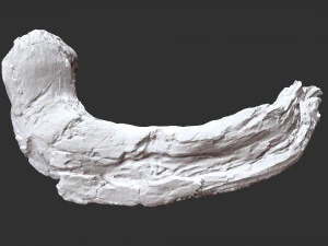 3d scan of Tree trunk 3D Model