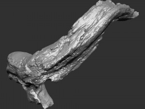 3d scan of tree trunk in highpoly Modelo 3D