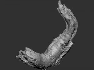 3d scan of tree trunk in highpoly 3D Model