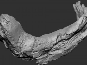 3d scan of tree trunk in highpoly Modelo 3D